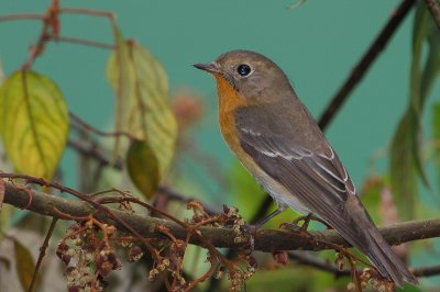 Mugimaki Flycatcher ( Ficedula mugimaki )