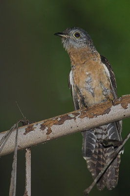 Rusty-breasted cuckoo ( Cacomantis Sepulcralis )