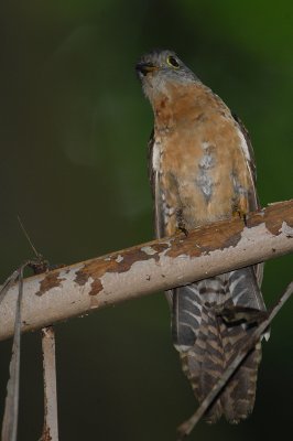 Rusty-breasted Cuckoo (Cacomantis sepulcralis)