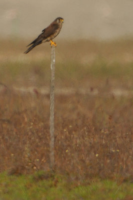 Common Kestrel ( Falco tinnunculus )
