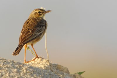 Paddyfield Pipit ( Anthus rufulus )