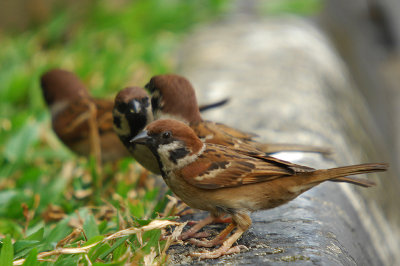 Eurasian Tree Sparrow ( Passer montanus )