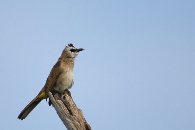 Yellow vented Bulbul ( Pycnonotus goiavier )