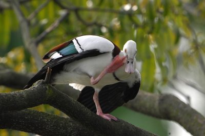 Radjah Shelduck (Tadorna radjah)