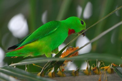 Blue-crowned Hanging-Parrot ( Loriculus galgulus )