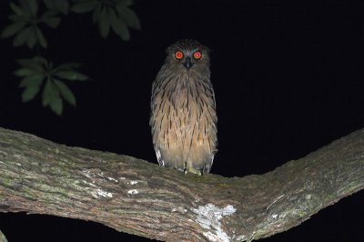 Buffy Fish-Owl, Juvenile