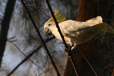 Sulphur crested Cockatoo ( Cacatua galerita )