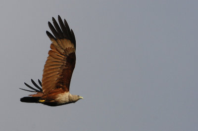 Brahminy Kite Nesting 02/07