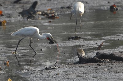 Little Egret (Egretta garzetta)