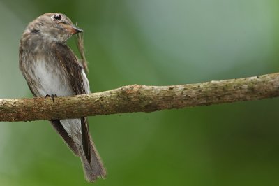 Dark-sided Flycatcher (Muscicapa sibirica)