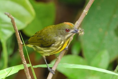 Yellow-breasted Flowerpecker (Prionochilus maculatus)