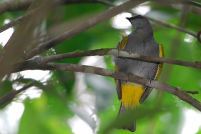 Grey-bellied Bulbul ( Pycnonotus cyaniventris )