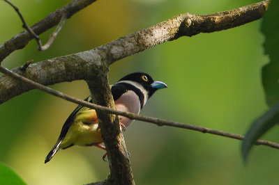 Black-and-yellow Broadbill ( Eurylaimus ochromalus )