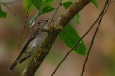 Asian Brown Flycatcher ( Muscicapa dauurica )