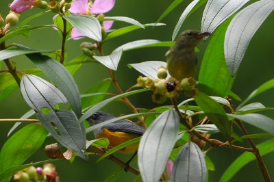 Orange-bellied Flowerpecker ( Dicaeum trigonostigma )