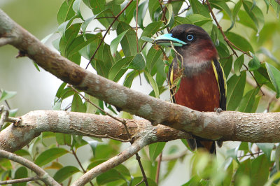 Banded Broadbill ( Eurylaimus javanicus )