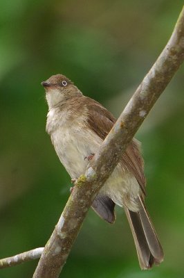 Cream-vented Bulbul ( Pycnonotus simplex )