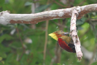 Checker-throated Woodpecker (Picus mentalis)