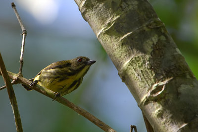 Yellow-breasted Flowerpecker (Prionochilus maculatus)