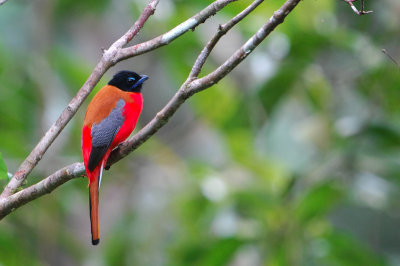 Scarlet-rumped Trogon, Male