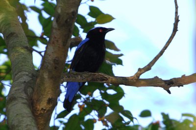 Asian Fairy Bluebird (Irena puella)