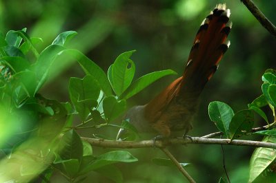 Raffles' Malkoha ( Phaenicophaeus chlorophaeus )