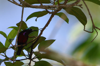 Purple-throated Sunbird ( Leptocoma sperata )