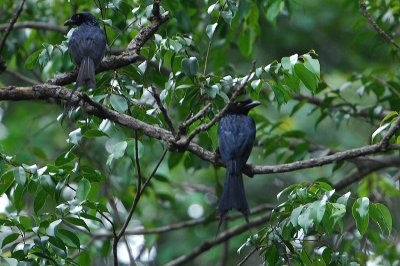 Greater Racket-tailed Drongo ( Dicrurus paradiseus )