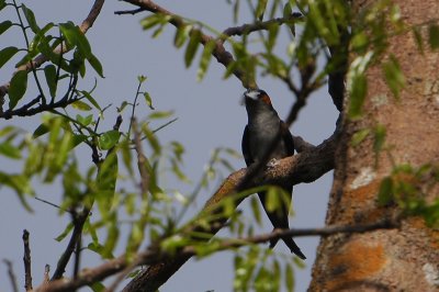 Grey-rumped Treeswift ( Hemiprocne longipennis )