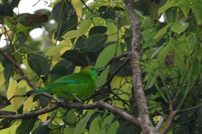 Blue-winged Leafbird ( Chloropsis cochinchinensis moluccensis )  - Female