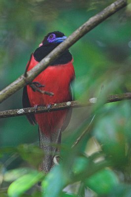 Diard's Trogon ( Harpactes diardii )