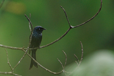 Bronzed Drongo (Dicrurus aeneus)