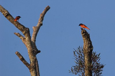 Scarlet Minivet (Pericrocotus flammeus)