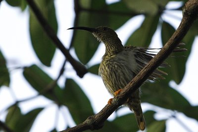 Streaked Spiderhunter (Arachnothera magna)