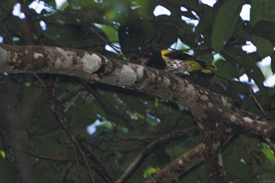 Dark-throated Oriole (Oriolus xanthonotus)