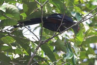 Chestnut-bellied Malkoha ( Phaenicophaeus sumatranus )