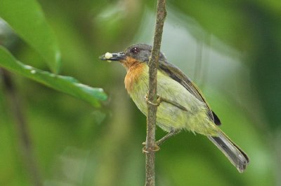 Ruby-cheeked Sunbird ( Chalcoparia singalensis )