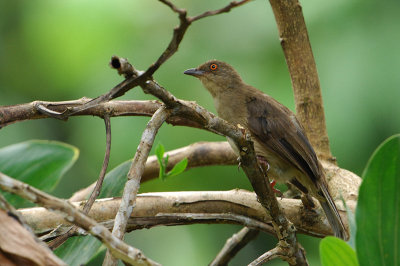 Red-eyed Bulbul ( Pycnonoctus brunneata  )