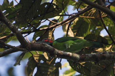 Blue-eared Barbet (Megalaima australis)