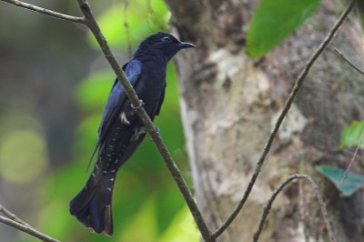 Asian Drongo-Cuckoo ( Surniculus lugubris )