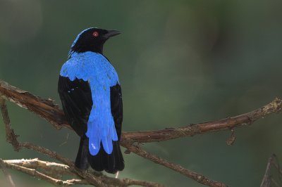  Asian Fairy Bluebird (Irena puella)