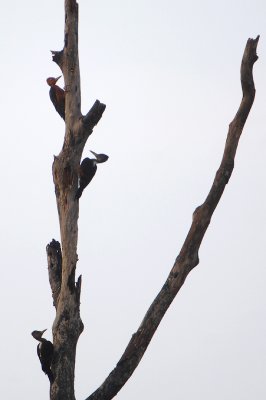 Orange-backed Woodpecker ( Reinwardtipicus validus )