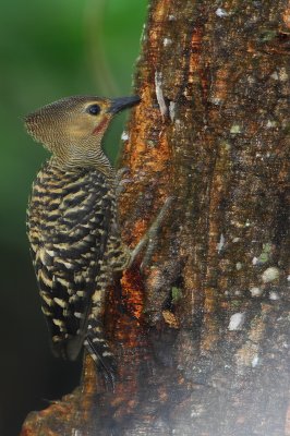 Buff-rumped Woodpecker ( Meiglyptes tristis )