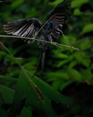 Greater Racket Tailed Drongo