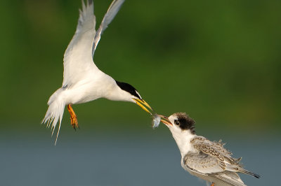 Little Tern ( Sterna albifrons )