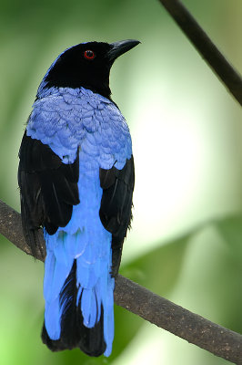 Asian Fairy Bluebird (Irena puella)