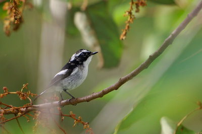 Little Pied Flycatcher (Ficedula westermanni)