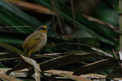 Stripe-throated Bulbul ( Pycnonotus finlaysoni )