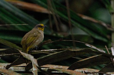 Stripe-throated Bulbul ( Pycnonotus finlaysoni ) 