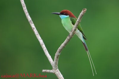 Blue-throated Bee-Eater (Merops viridis)